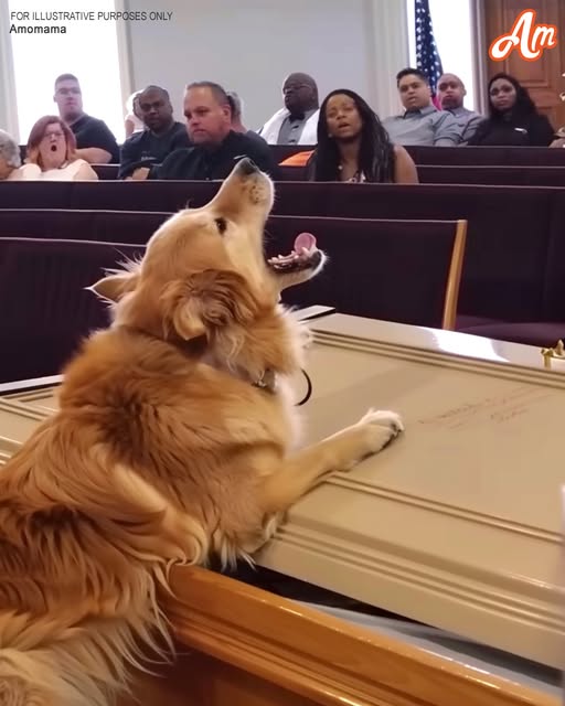 The Dog Wouldn’t Stop Barking at the Coffin — What We Found Inside Changed Everything