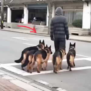 What Seemed Like a Simple Walk Changed Everything in Seconds