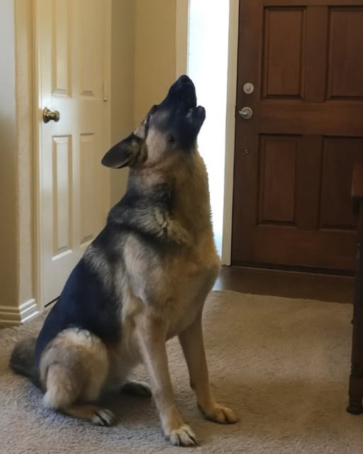 My Dog Tried to Warn Me — The Truth About My MIL Was Unbelievable