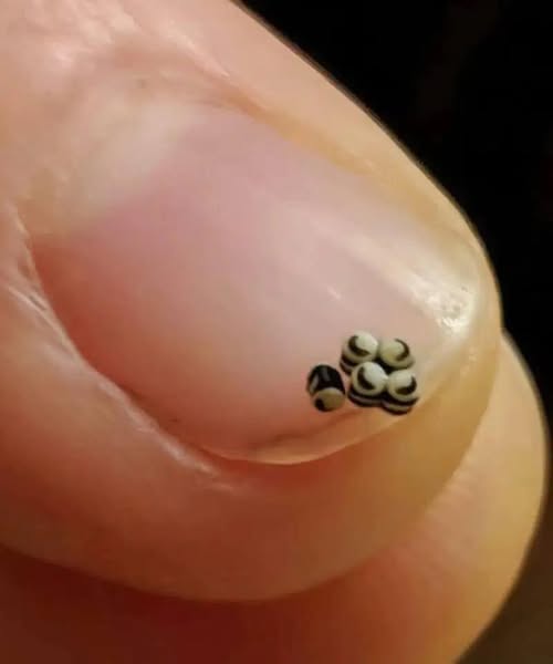 The Night We Found Insect Eggs in Our Salad