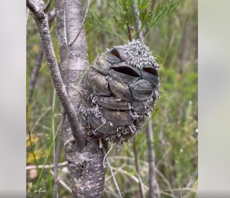 She Thought It Was a Cute Bird—Until She Zoomed In and Couldn’t Stop Laughing