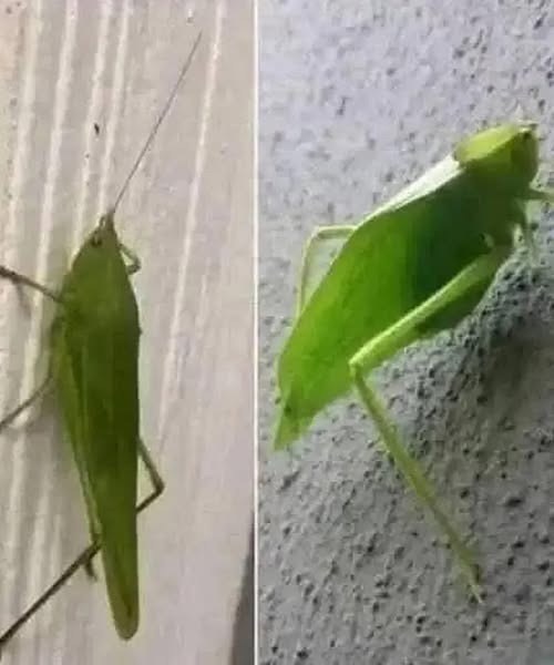 Nature’s Signal: The Leaf Grasshopper’s Hidden Message
