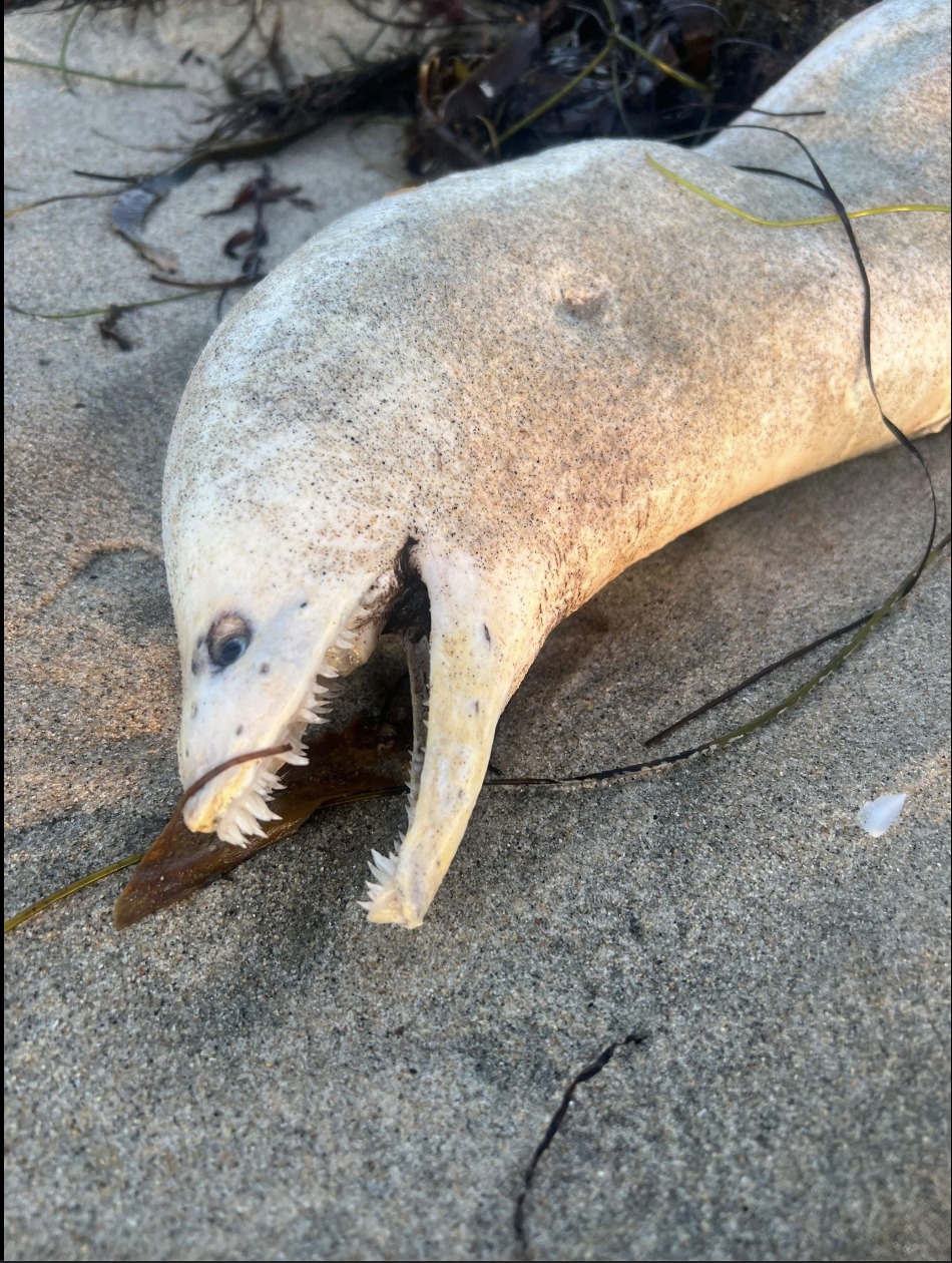 Unusual Sea Creature Discovered on Southern California Beach
