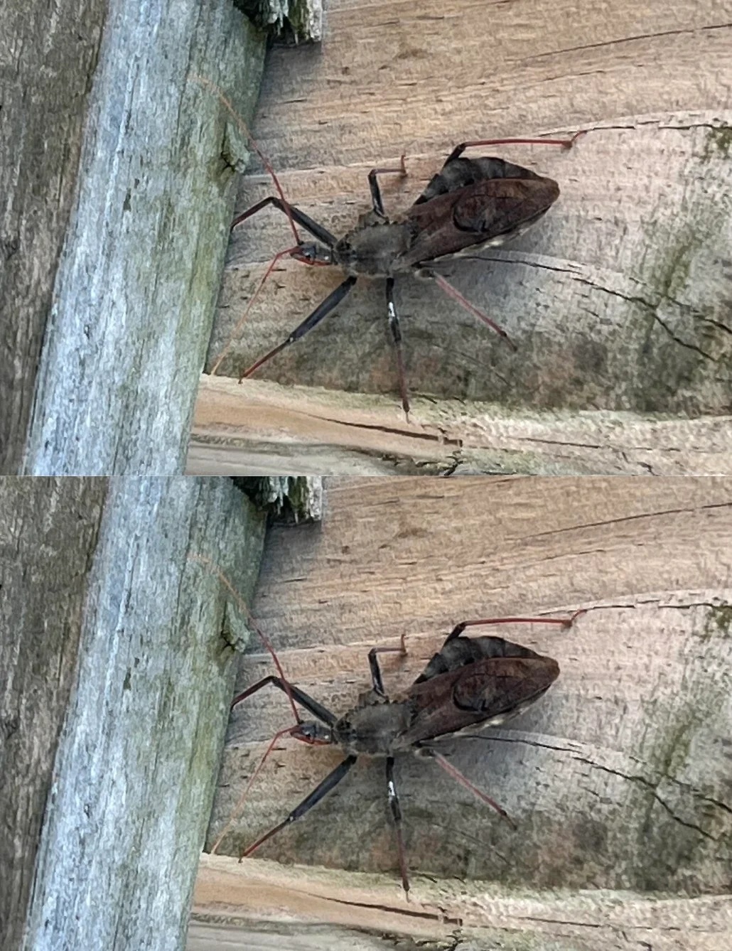 Kissing Bugs Explained: How to Stay Safe and Prevent Chagas Disease