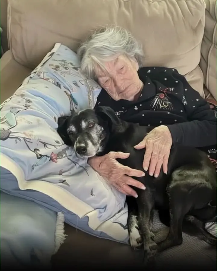 I Was the Only One Who Took Care of Grandma’s Dog — What I Discovered Changed Everything