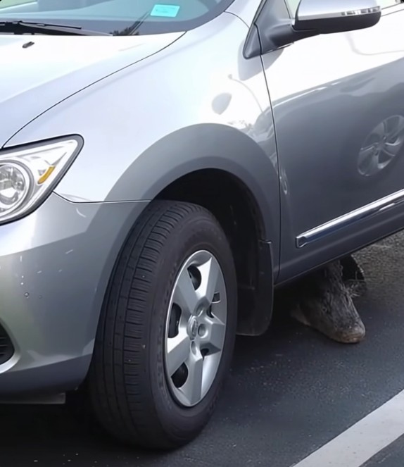 The Creature Under My Car That Changed Everything