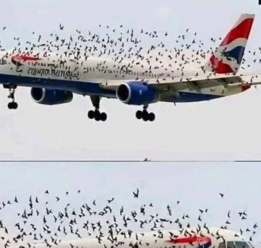 What People Believed About a Pilot’s Emotional Reaction in Midair