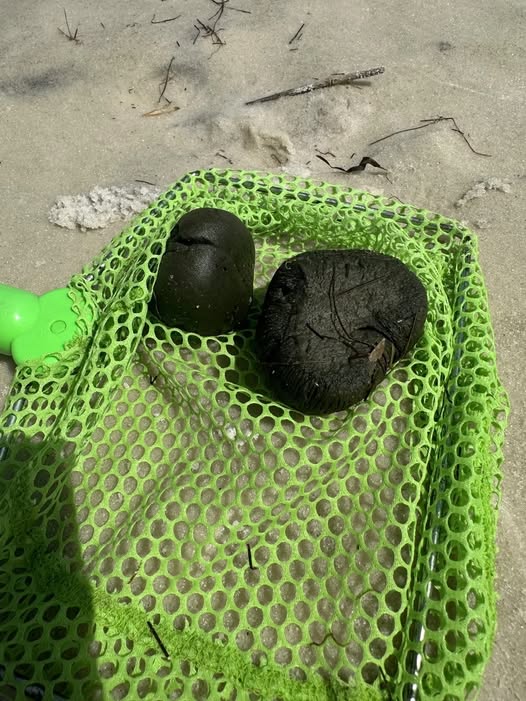 Curious Objects Found by Children During a Day at the Beach