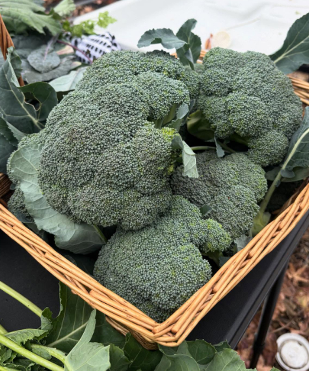 Doctors Share Insights on the Health Benefits of Eating Broccoli