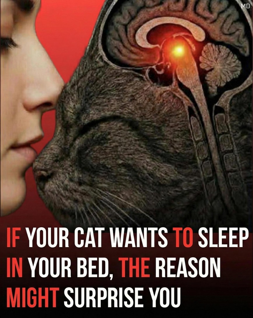 Why Cats Enjoy Sleeping Close to Their Owners
